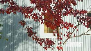 Дом 54м², 1-этажный, участок 6 сот.  