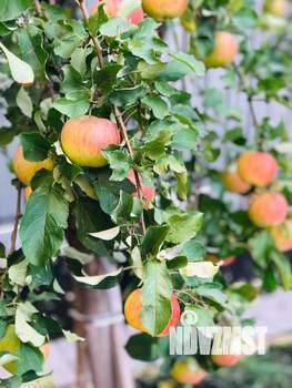 Коттедж 152м², 2-этажный, участок 7 сот.  