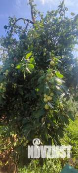 Дом 60м², 1-этажный, участок 3 сот.  