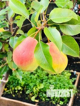 Коттедж 152м², 2-этажный, участок 7 сот.  