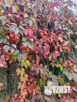 Дом 18м², 1-этажный, участок 6 сот.  